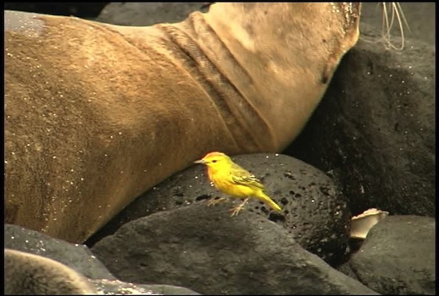 Yellow Warbler (Galapagos) - ML460979