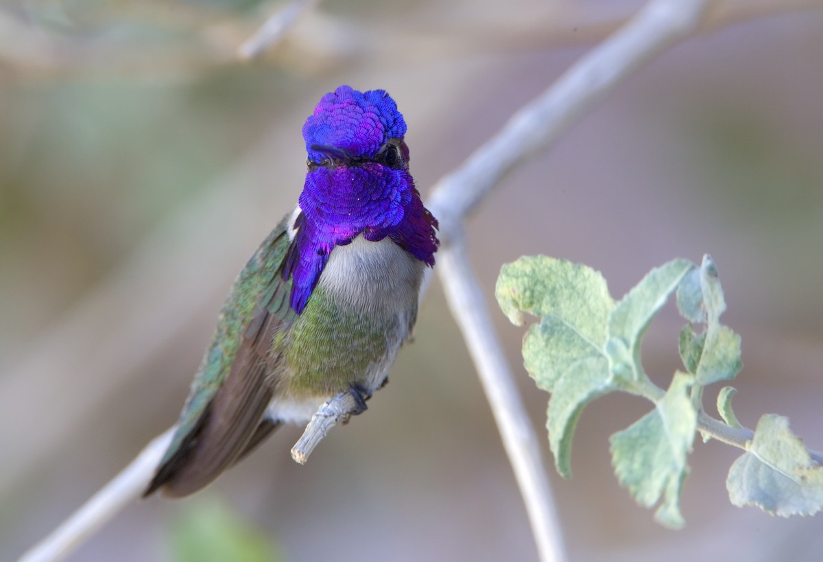 Costa's Hummingbird - ML460979061