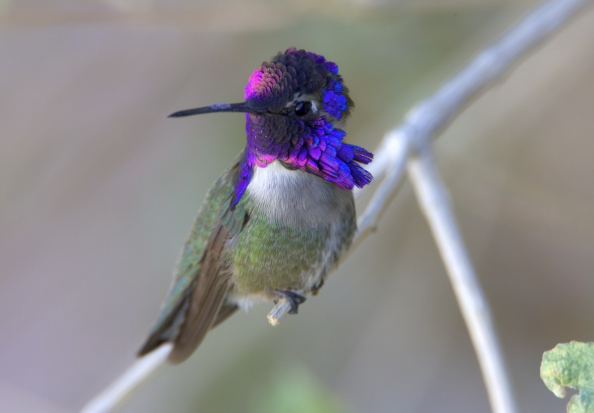 Costa's Hummingbird - ML460979071