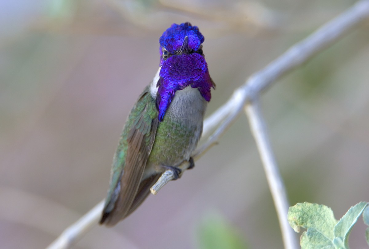Costa's Hummingbird - ML460979091