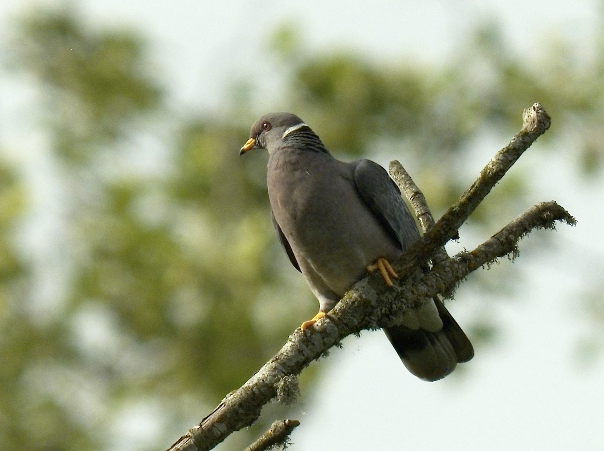 Band-tailed Pigeon - ML460979231