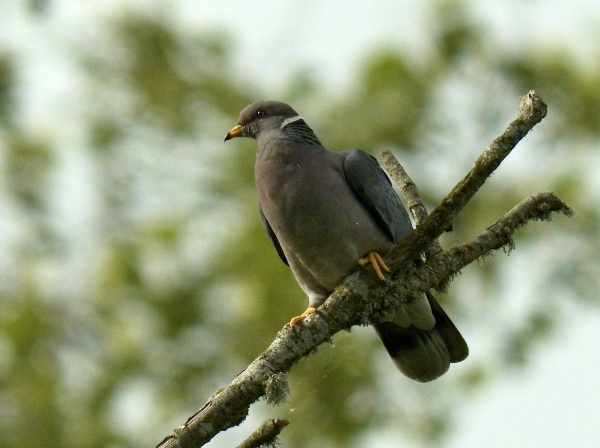 Band-tailed Pigeon - ML460979251