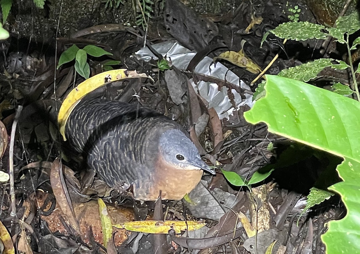 Variegated Tinamou - ML460979641