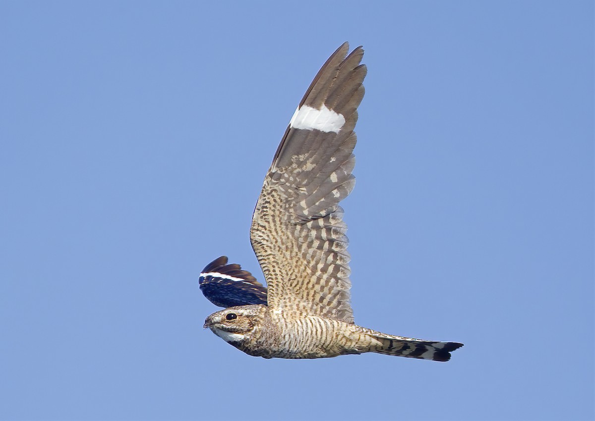 Lesser Nighthawk - Mark Chappell