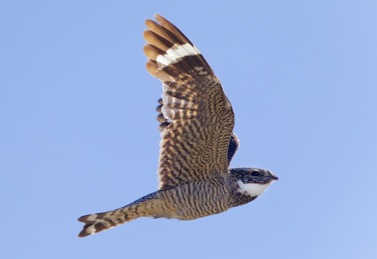 Lesser Nighthawk - Mark Chappell