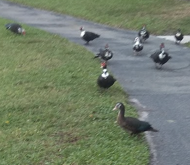 Muscovy Duck (Domestic type) - ML460980081