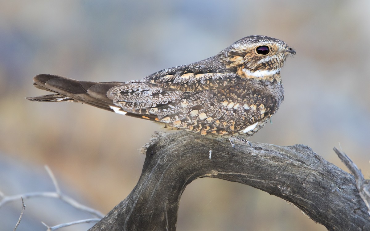 Lesser Nighthawk - ML460980871