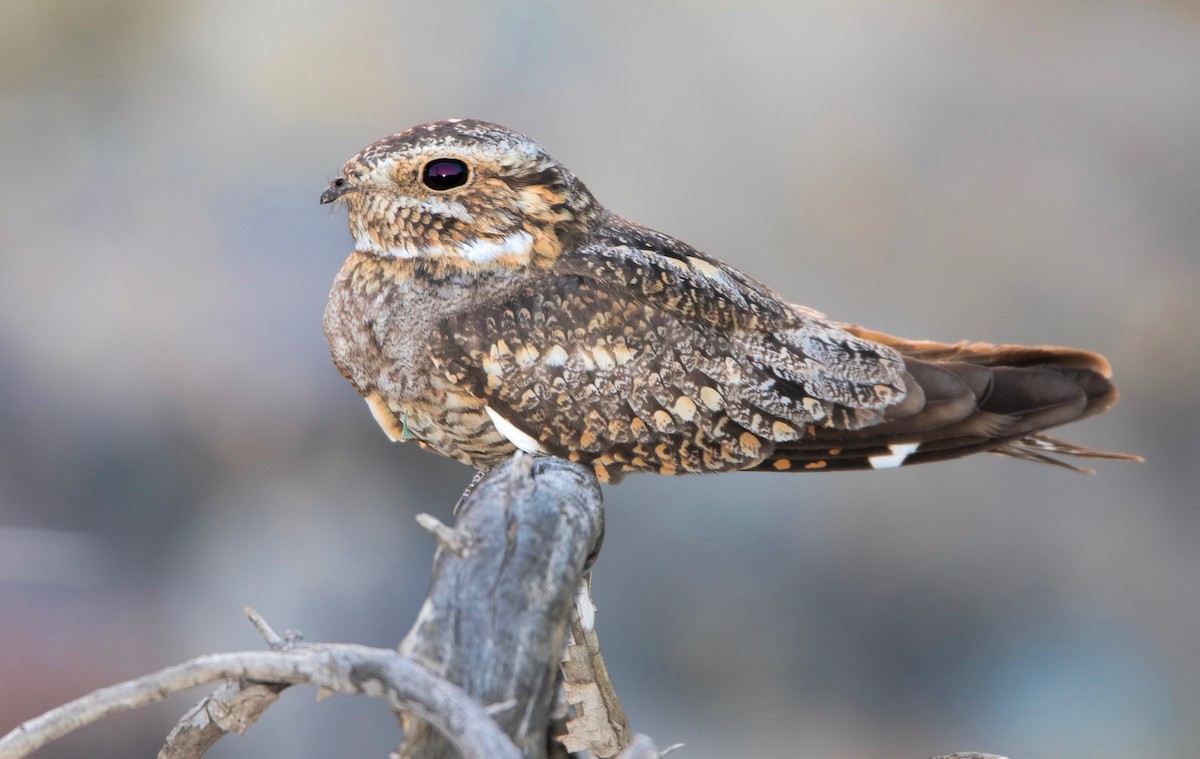 Lesser Nighthawk - ML460980891