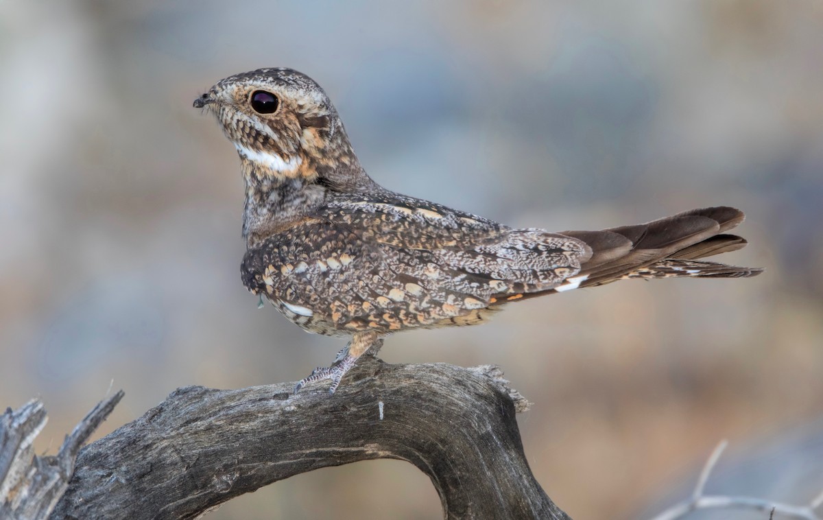 Lesser Nighthawk - ML460980911