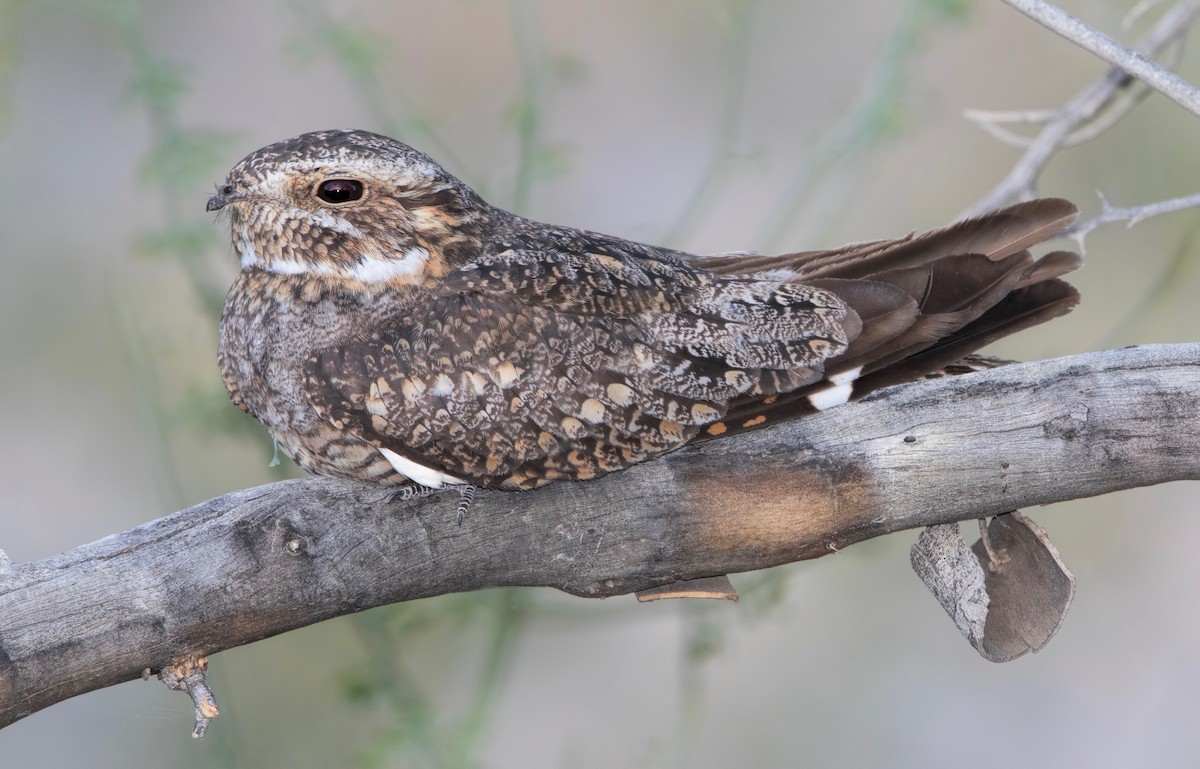 Lesser Nighthawk - ML460980941