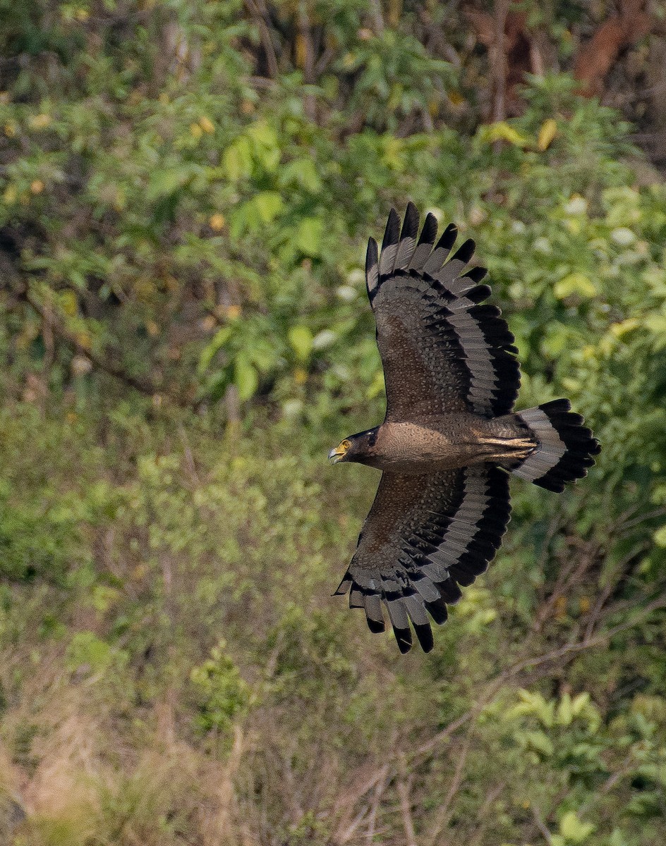 Crested Serpent-Eagle - Sachin Kumar Bhagat