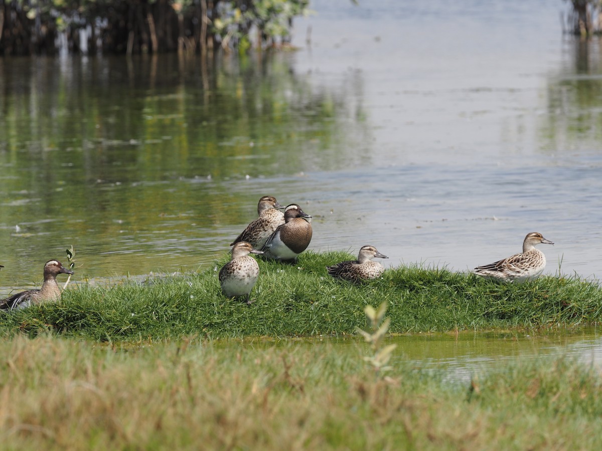 Garganey - ML460982961