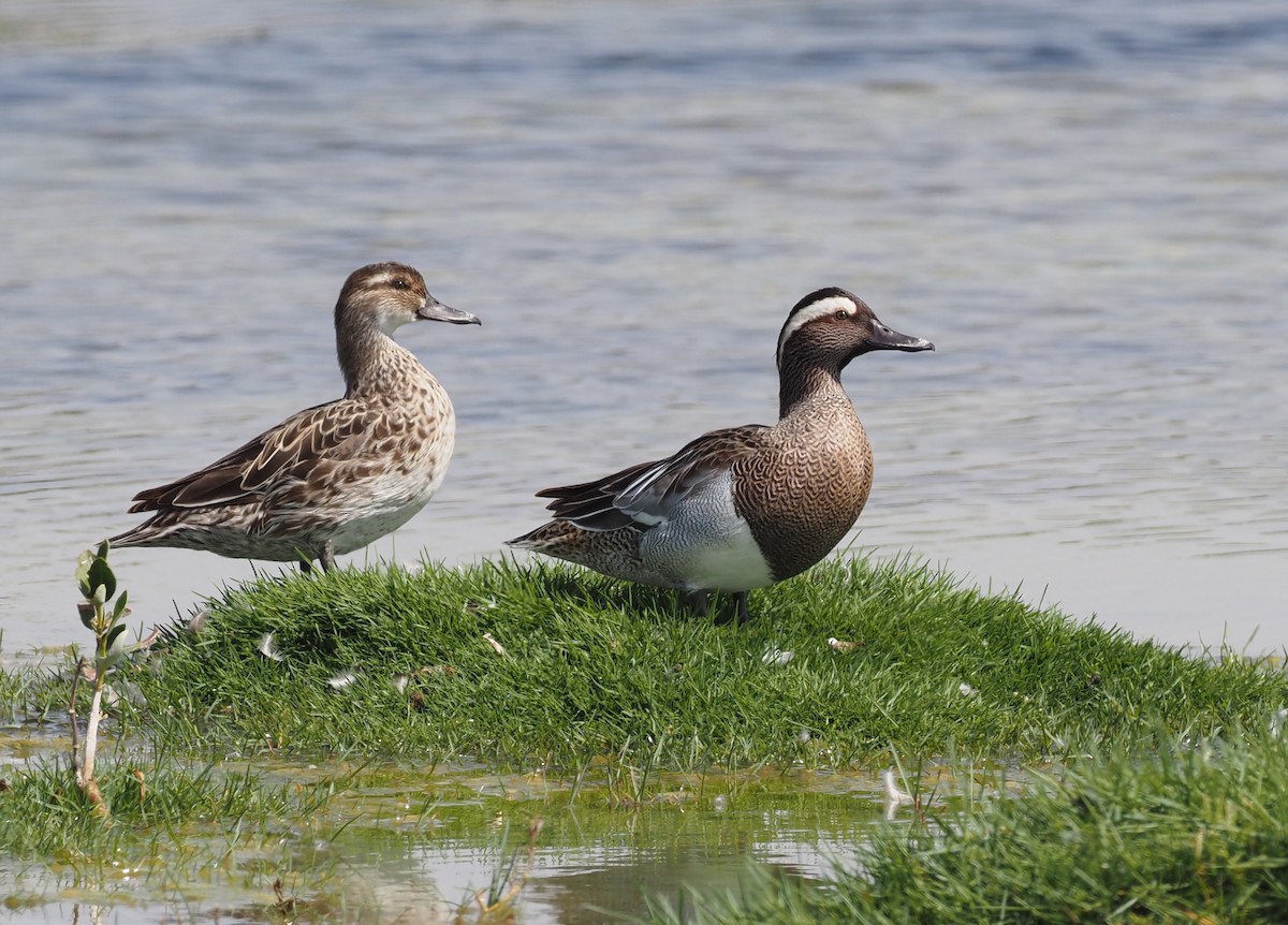 Garganey - ML460983071