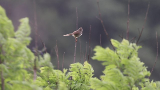 Striped Prinia - ML460983201