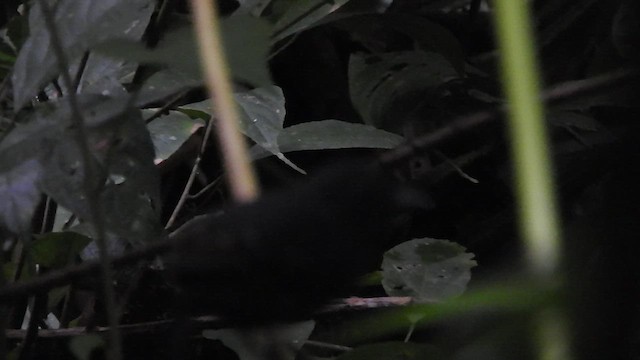 Spot-winged Antbird - ML460983681