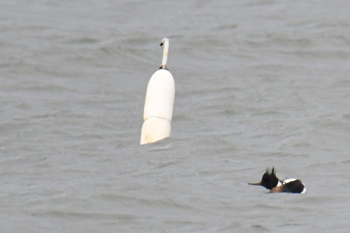 Red-breasted Merganser - ML460984361