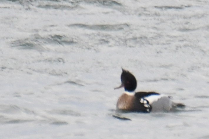 Red-breasted Merganser - ML460984581