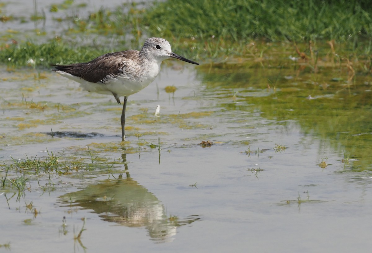 Common Greenshank - ML460984781