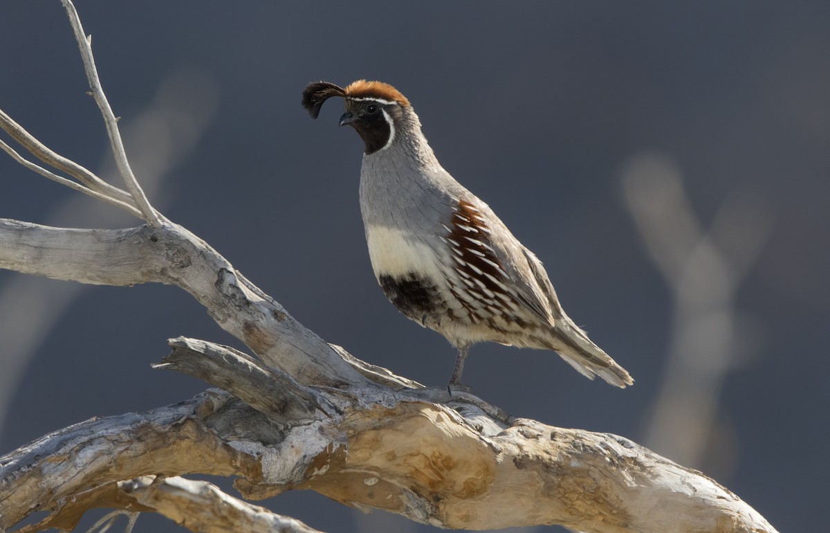 Gambel's Quail - ML460984871