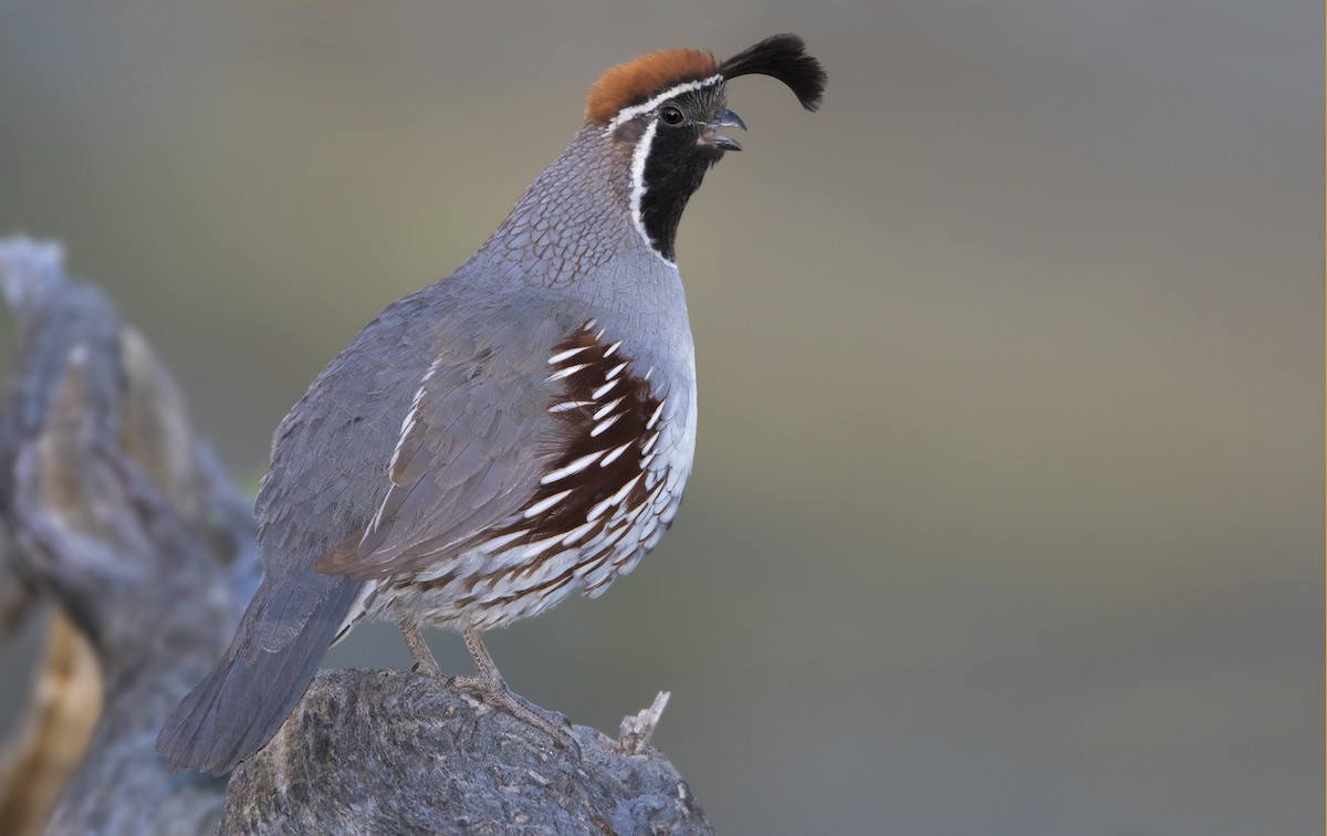 Gambel's Quail - ML460984881