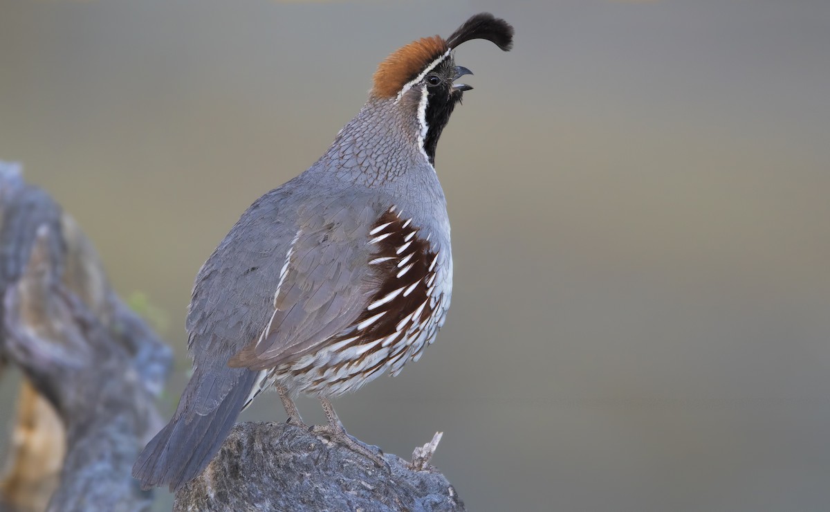 Gambel's Quail - ML460984891