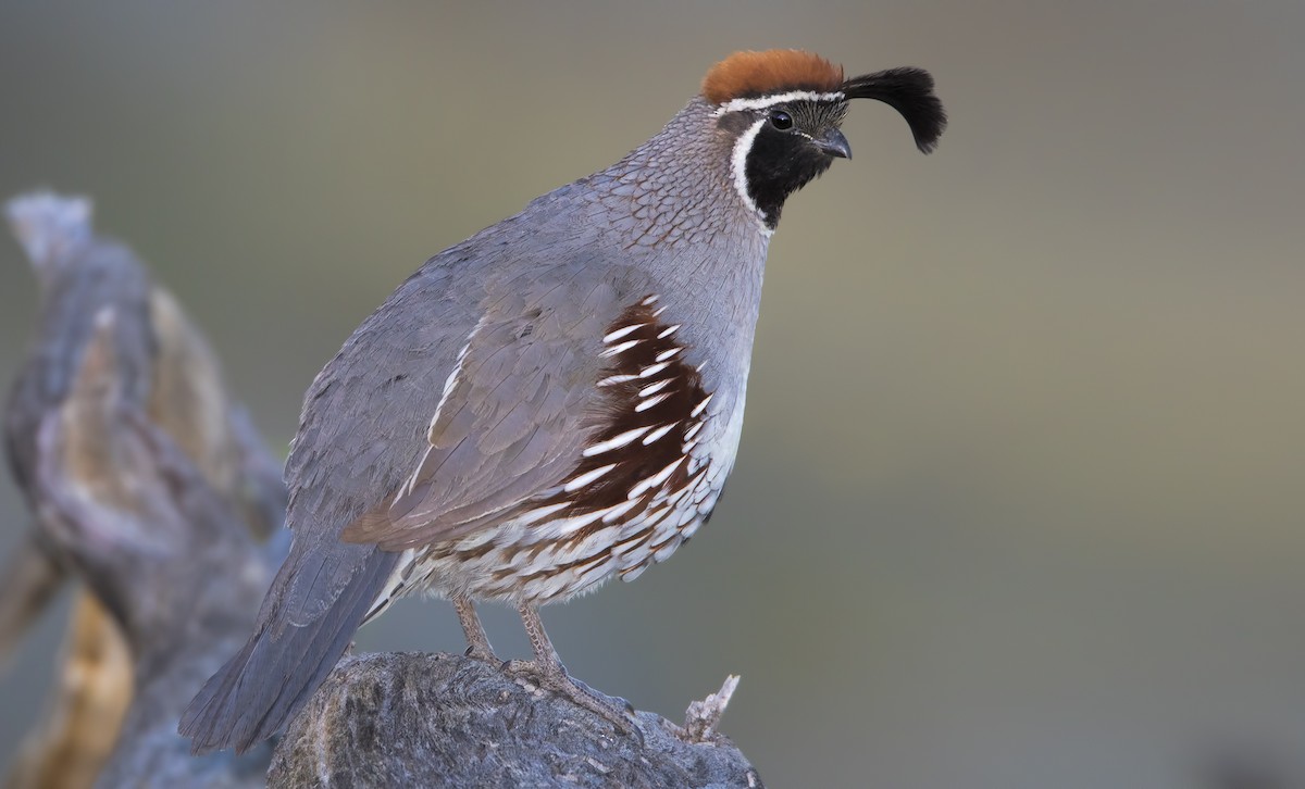 Gambel's Quail - ML460984901