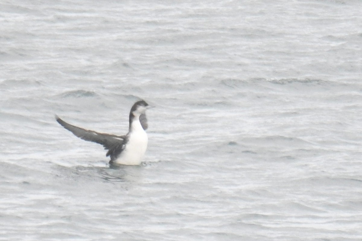 Common Loon - ML460985331