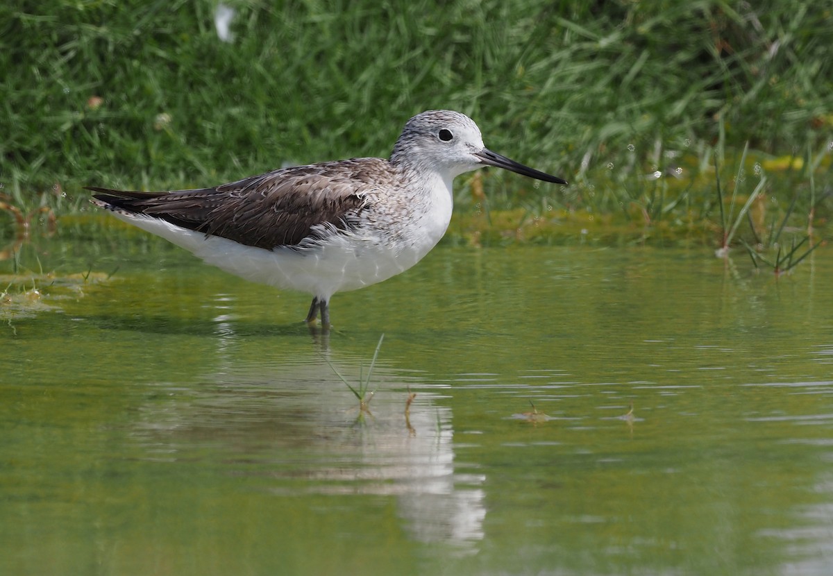 Common Greenshank - Stephan Lorenz