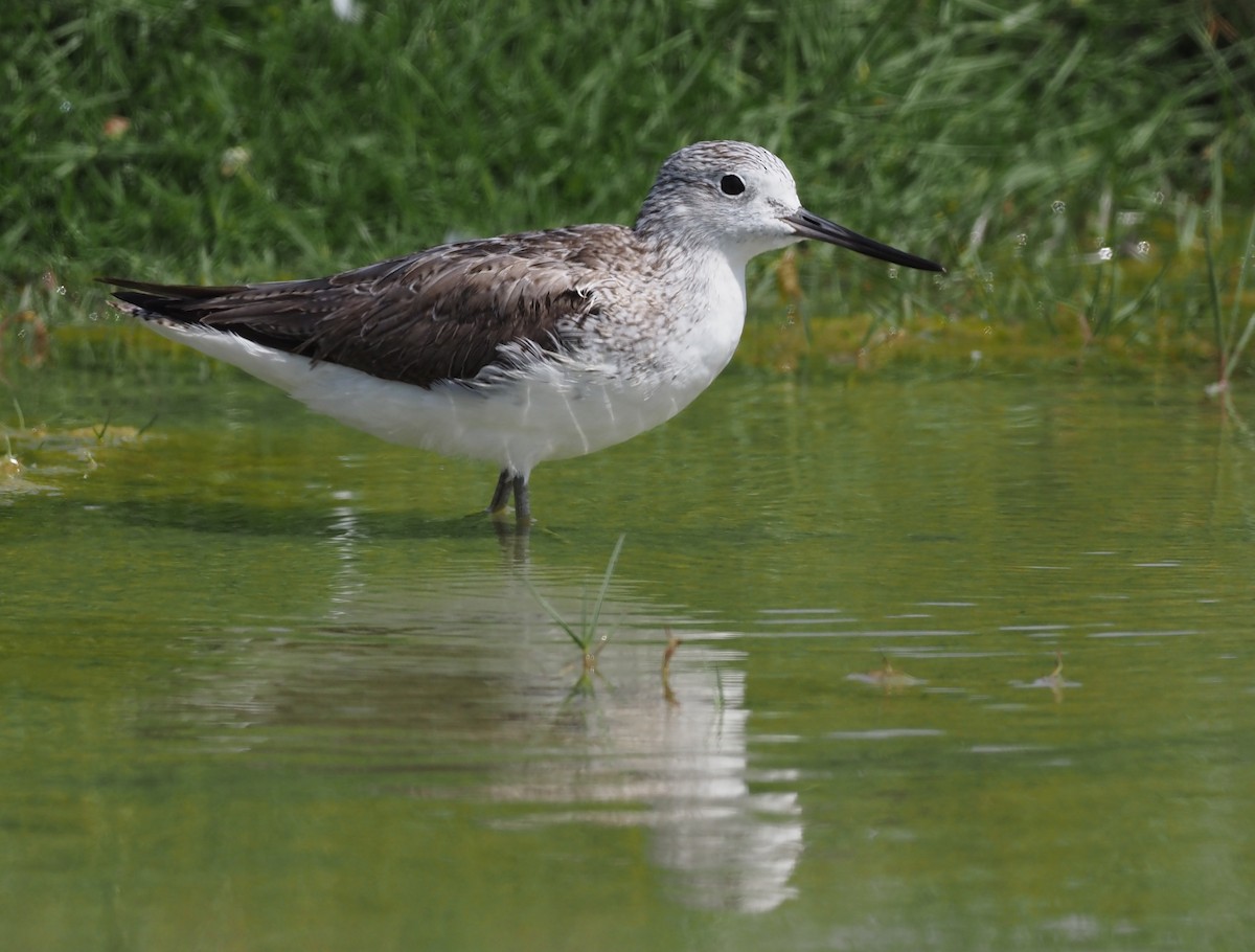 Common Greenshank - ML460985561