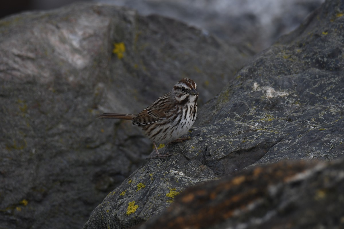 Song Sparrow - ML460985681