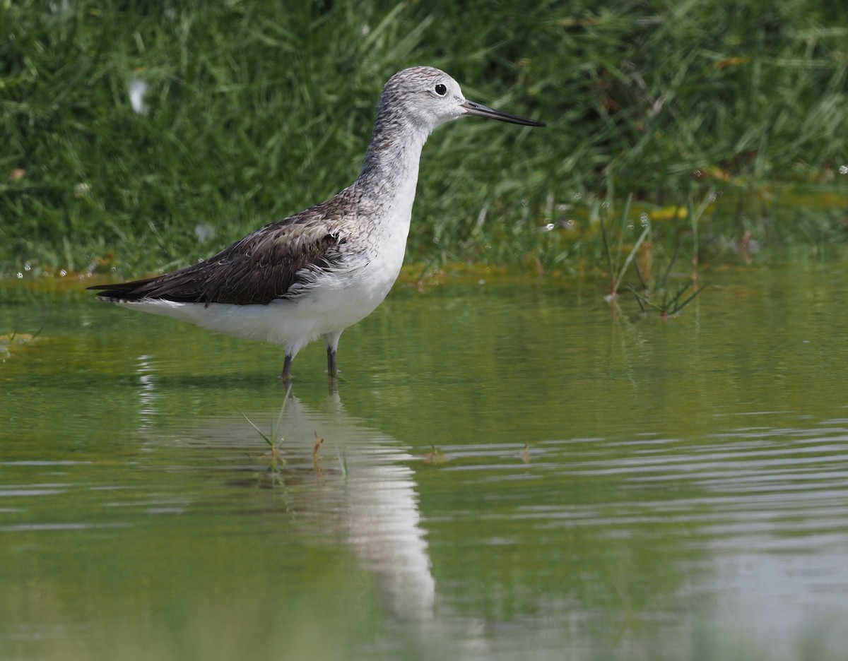 Common Greenshank - ML460985771