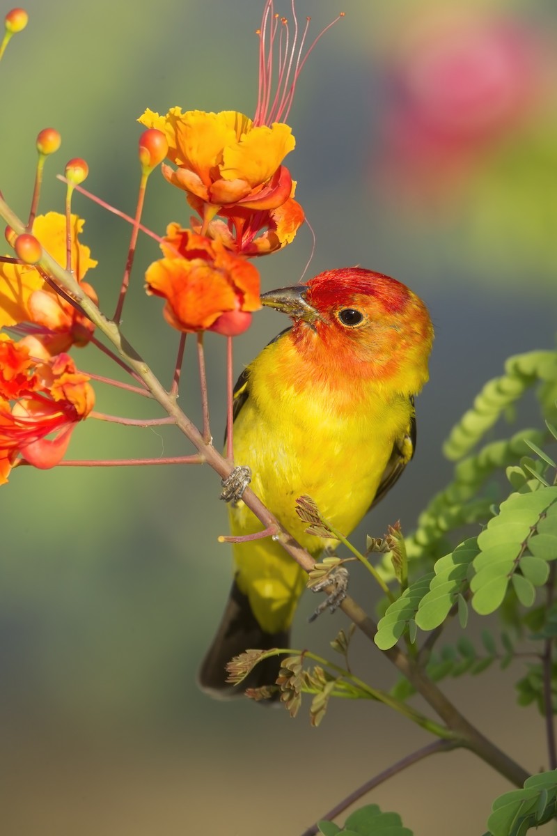 Western Tanager - Mark Chappell