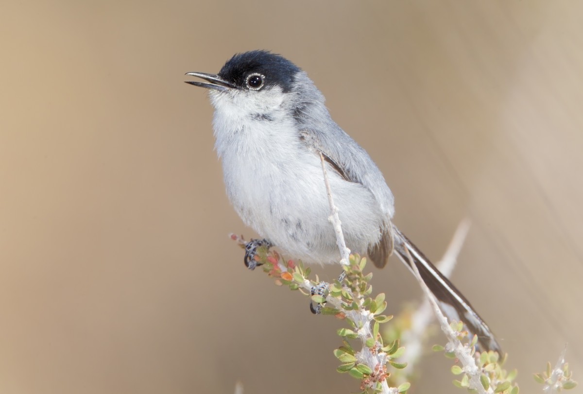 Black-tailed Gnatcatcher - Mark Chappell
