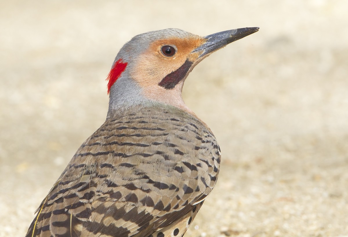 Northern Flicker - ML460988231