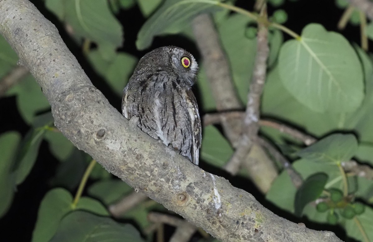 Arabian Scops-Owl - ML460988471