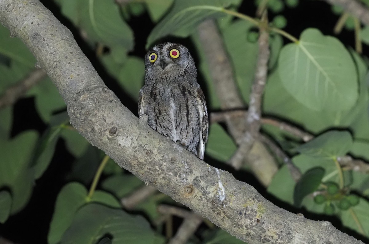 Arabian Scops-Owl - ML460988571