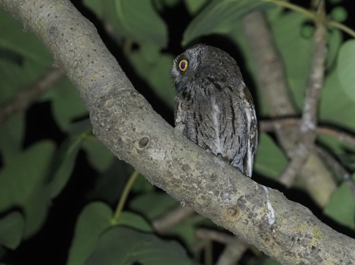 Arabian Scops-Owl - ML460988591