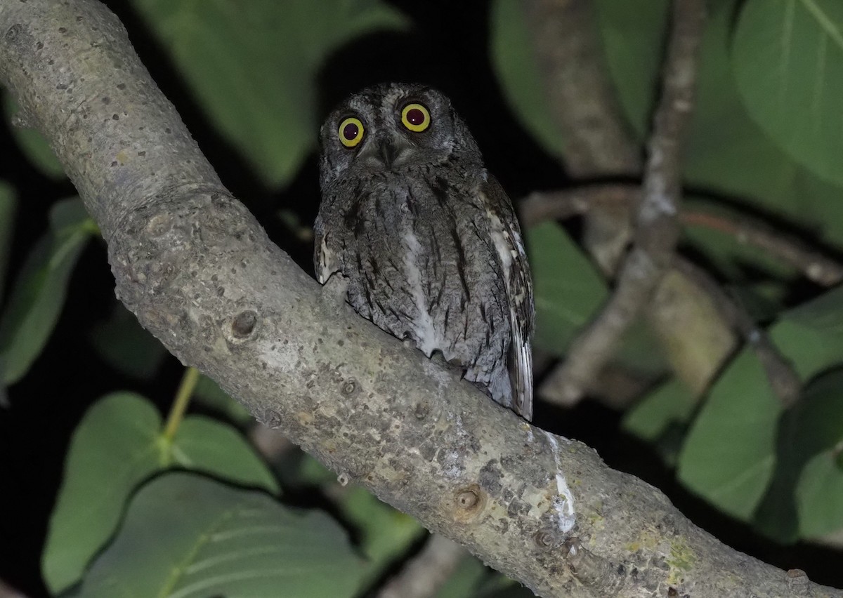 Arabian Scops-Owl - ML460988631