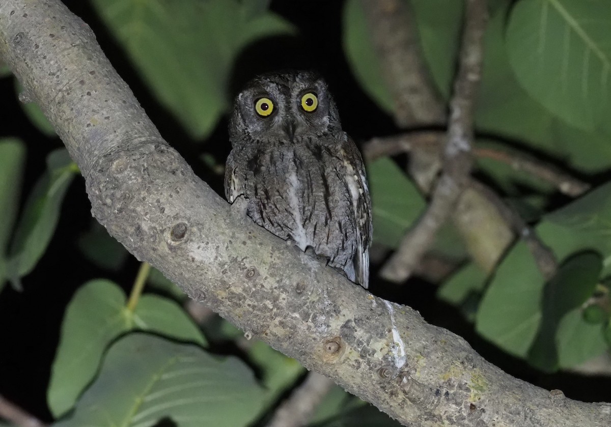 Arabian Scops-Owl - ML460989091