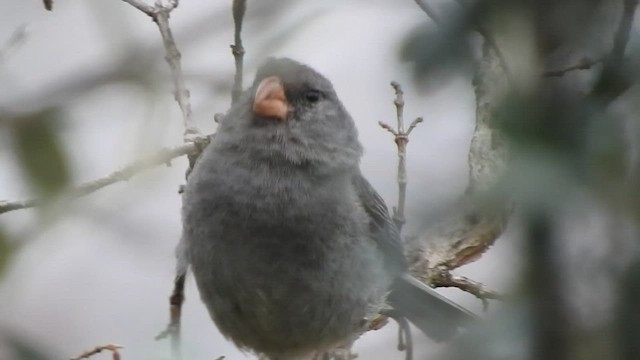 Plain-colored Seedeater - ML460990091