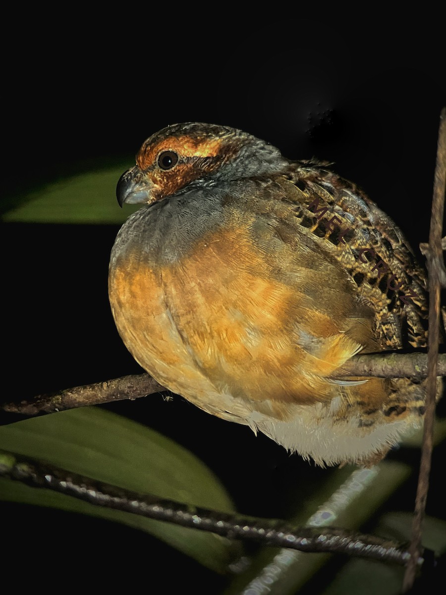 Tawny-faced Quail - ML460990321