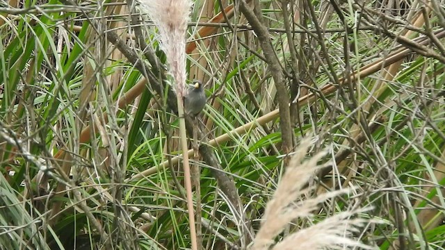 Band-tailed Seedeater - ML460990731