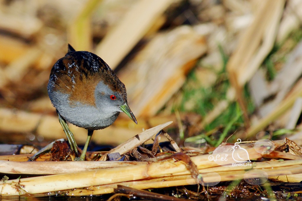 Baillon's Crake - Lei Zhu