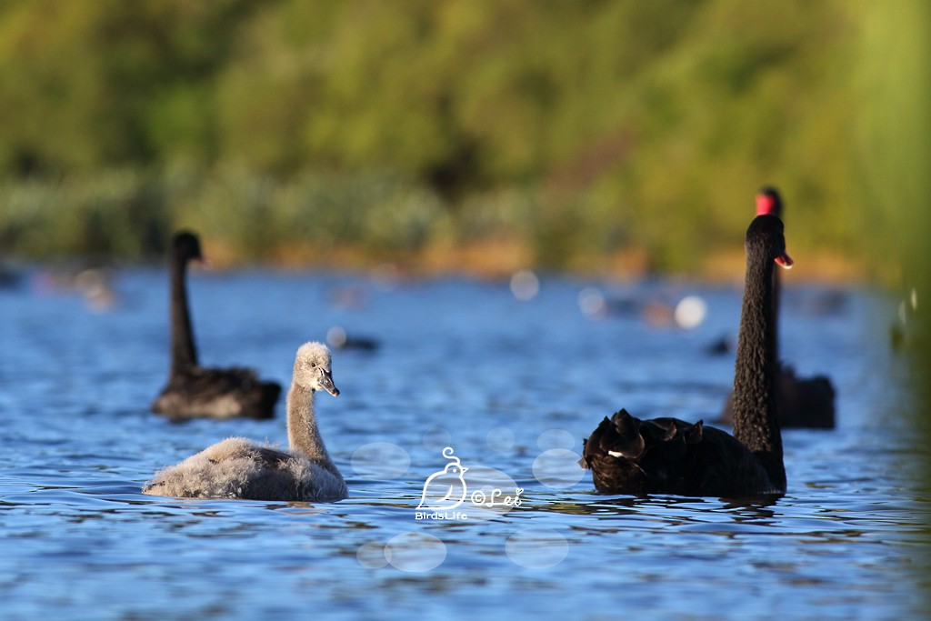 Black Swan - Lei Zhu
