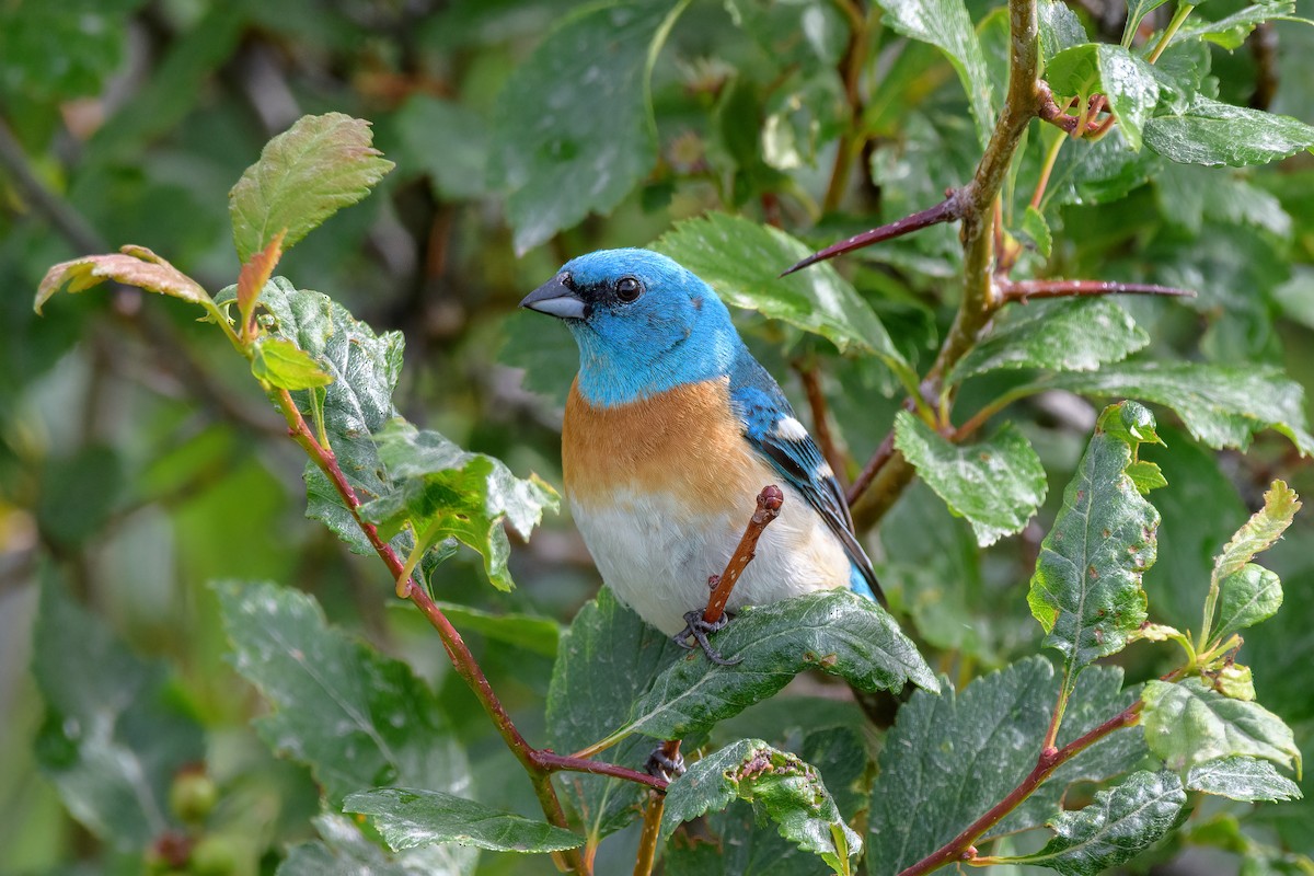 papežík lazurový - ML460991321