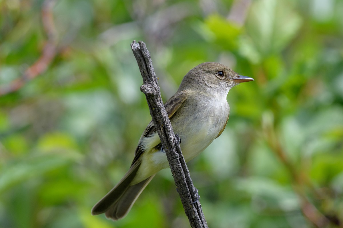 tyranovec vrbový - ML460991491