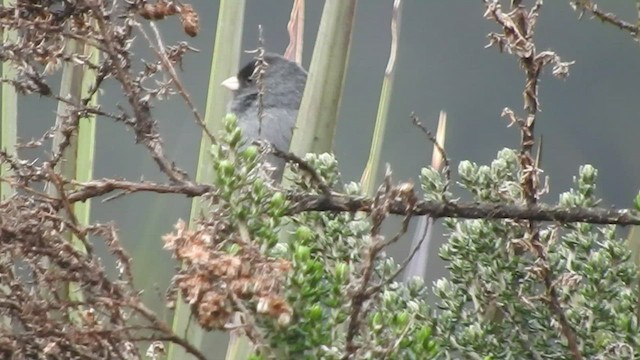 Paramo Seedeater - ML460991921