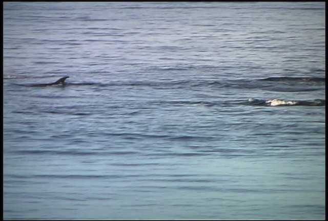 Bottlenose Dolphin - ML460992