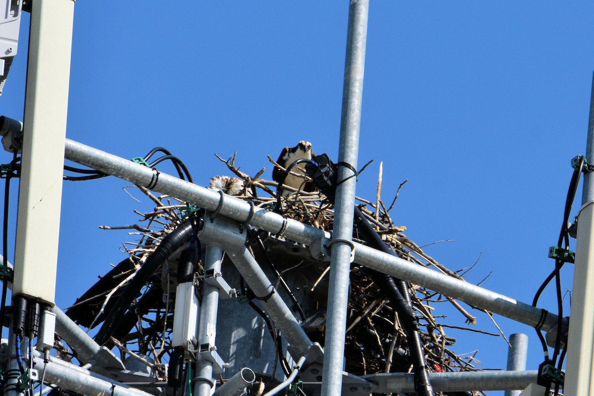 Osprey (carolinensis) - Tim Taysen