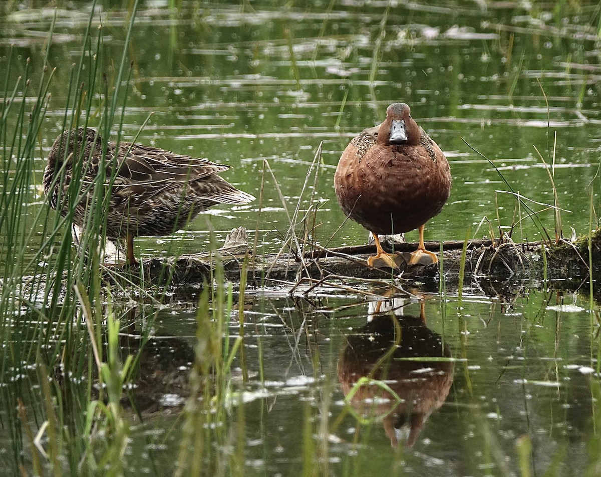 Cinnamon Teal - ML460993591